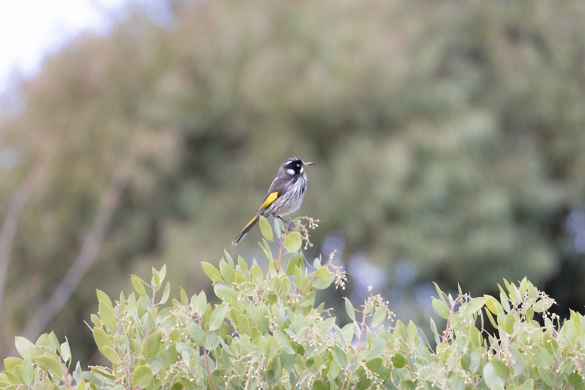New Holland Honeyeater - ML643220646