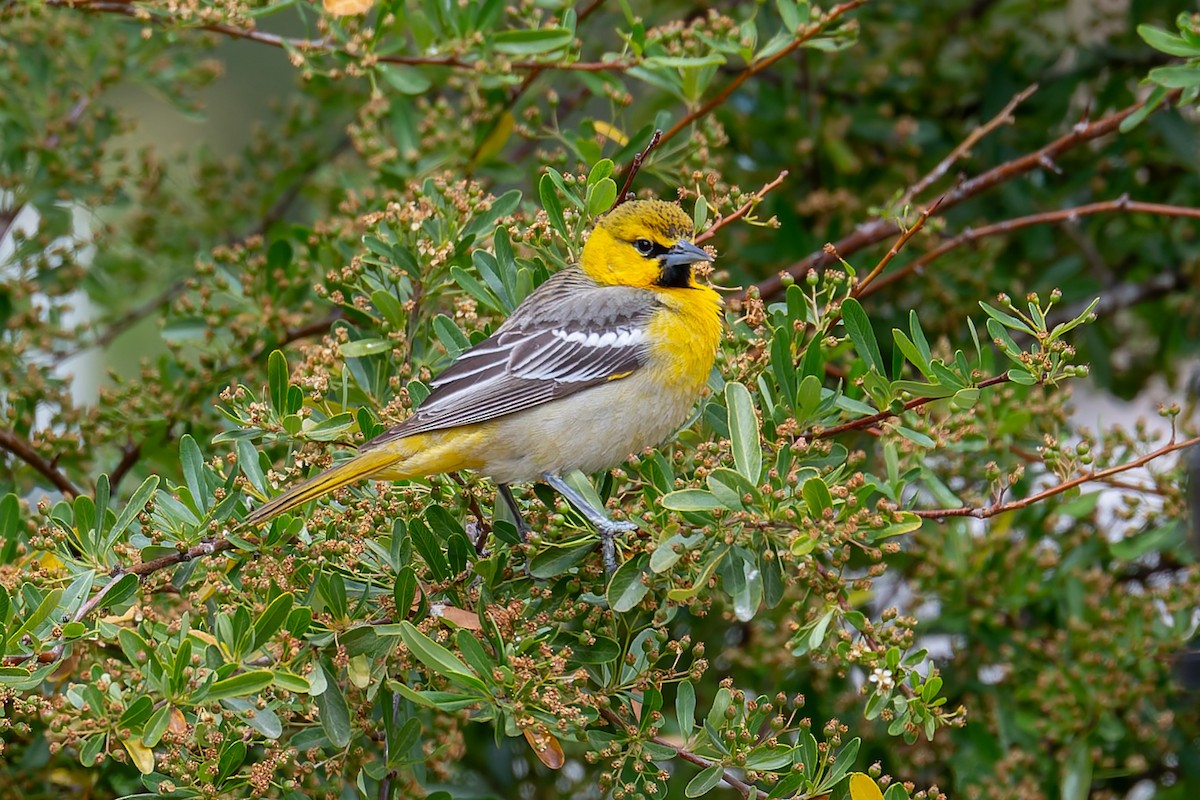 Bullock's Oriole - ML643220647