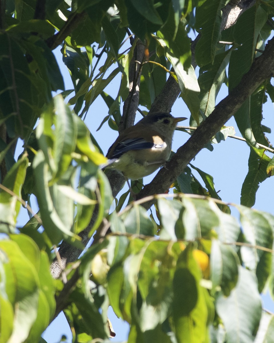 Blue-winged Minla - ML643220653