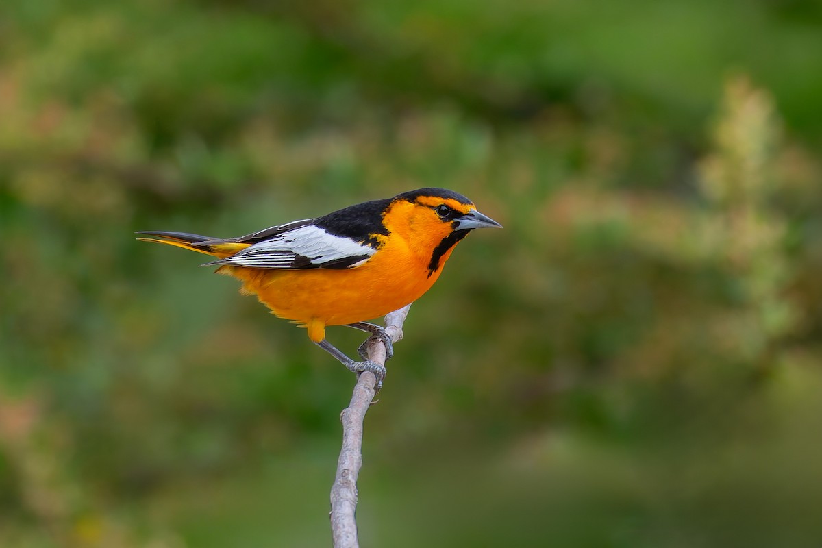 Bullock's Oriole - ML643220655