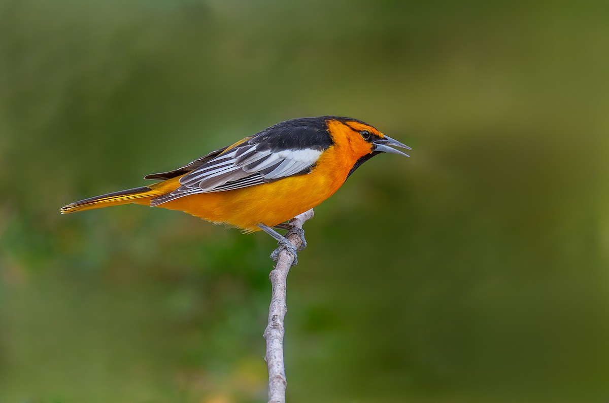 Bullock's Oriole - ML643220657