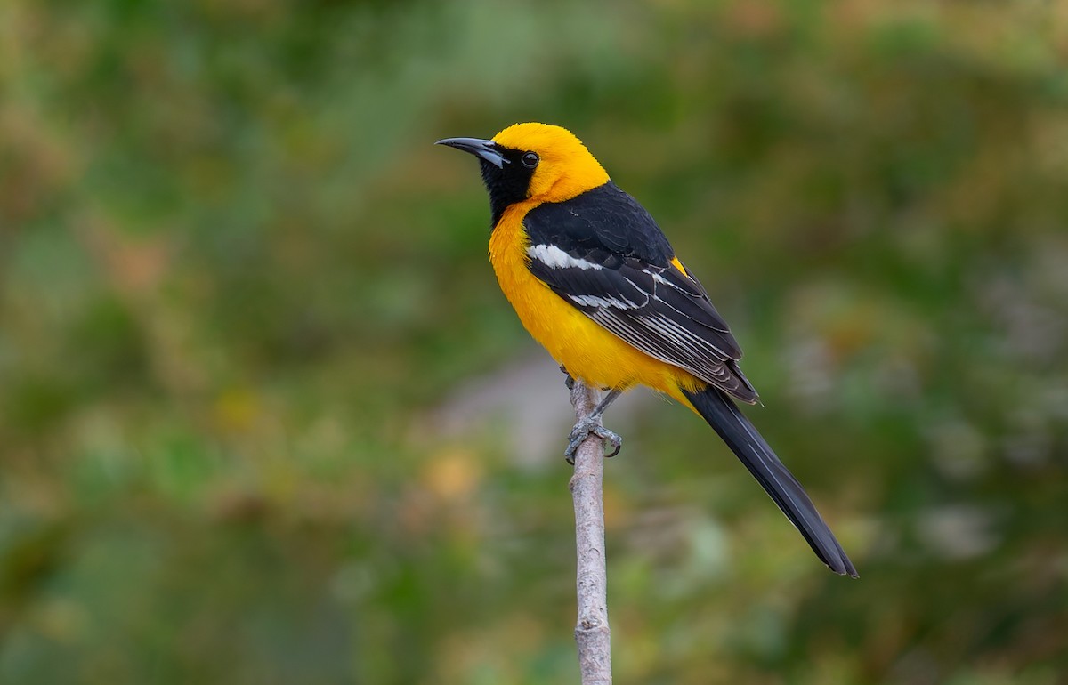 Hooded Oriole - ML643220662