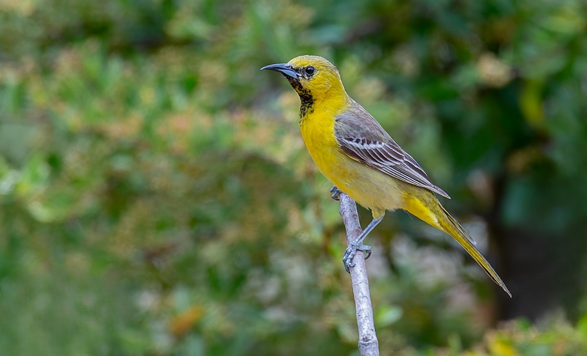 Hooded Oriole - ML643220664