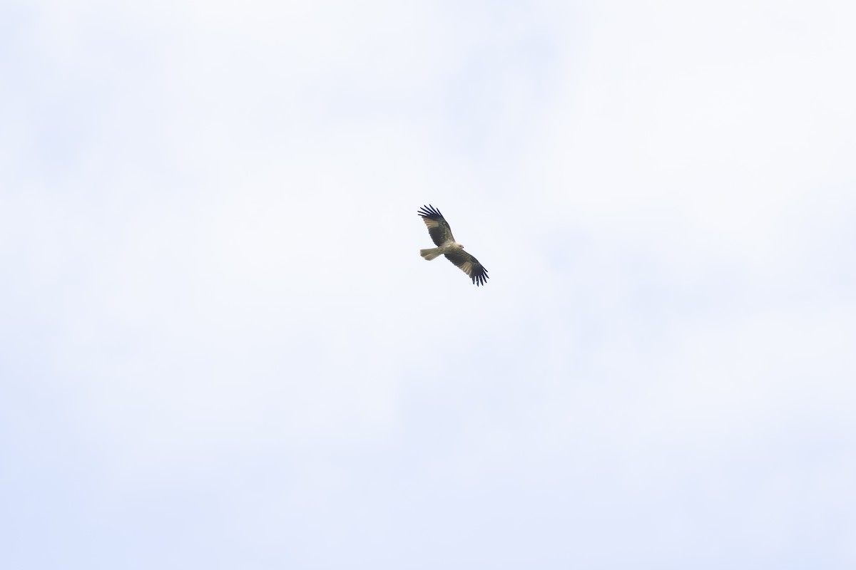 Whistling Kite - ML643220672