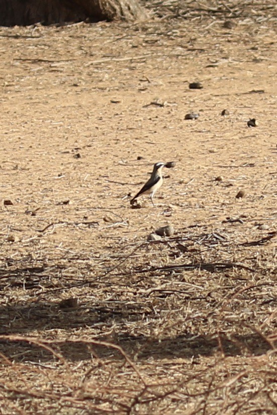 Northern Wheatear - ML643220679