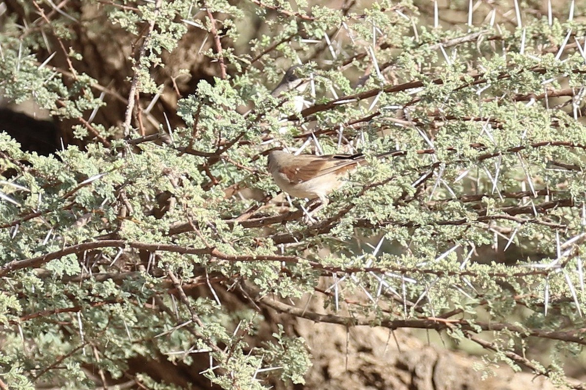 Northern Gray-headed Sparrow - ML643220684
