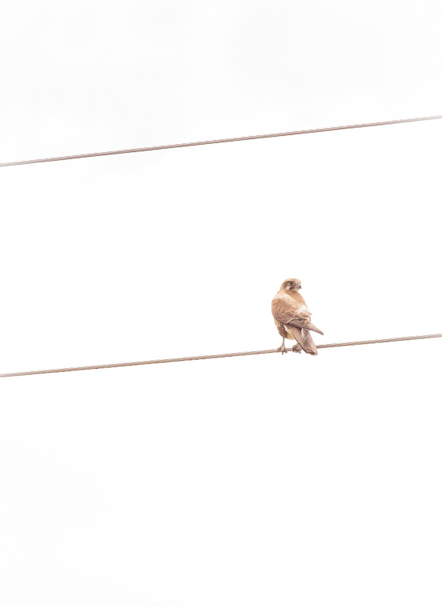 Brown Falcon - ML643220689