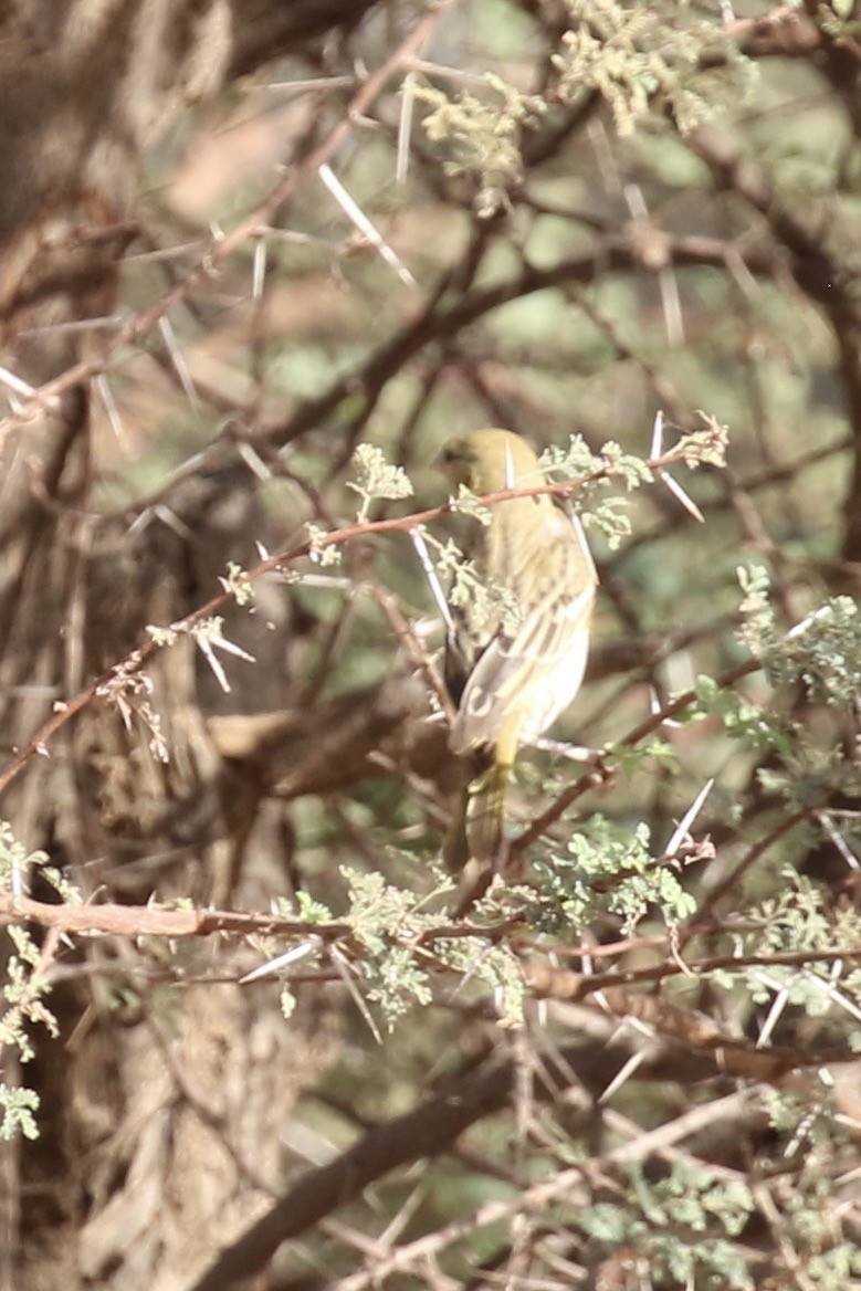 Little Weaver - ML643220690