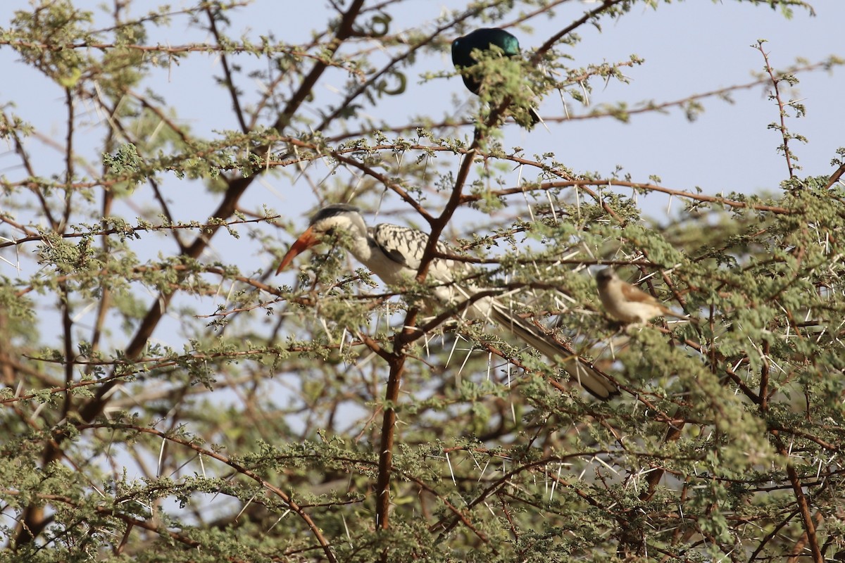 Western Red-billed Hornbill - ML643220696
