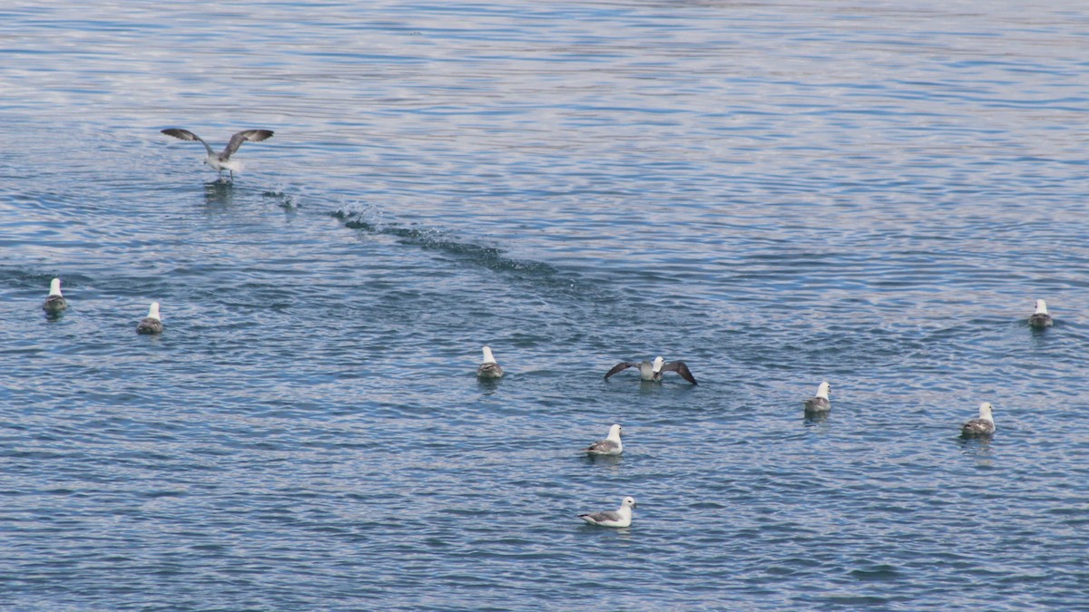 Northern Fulmar - ML643220699