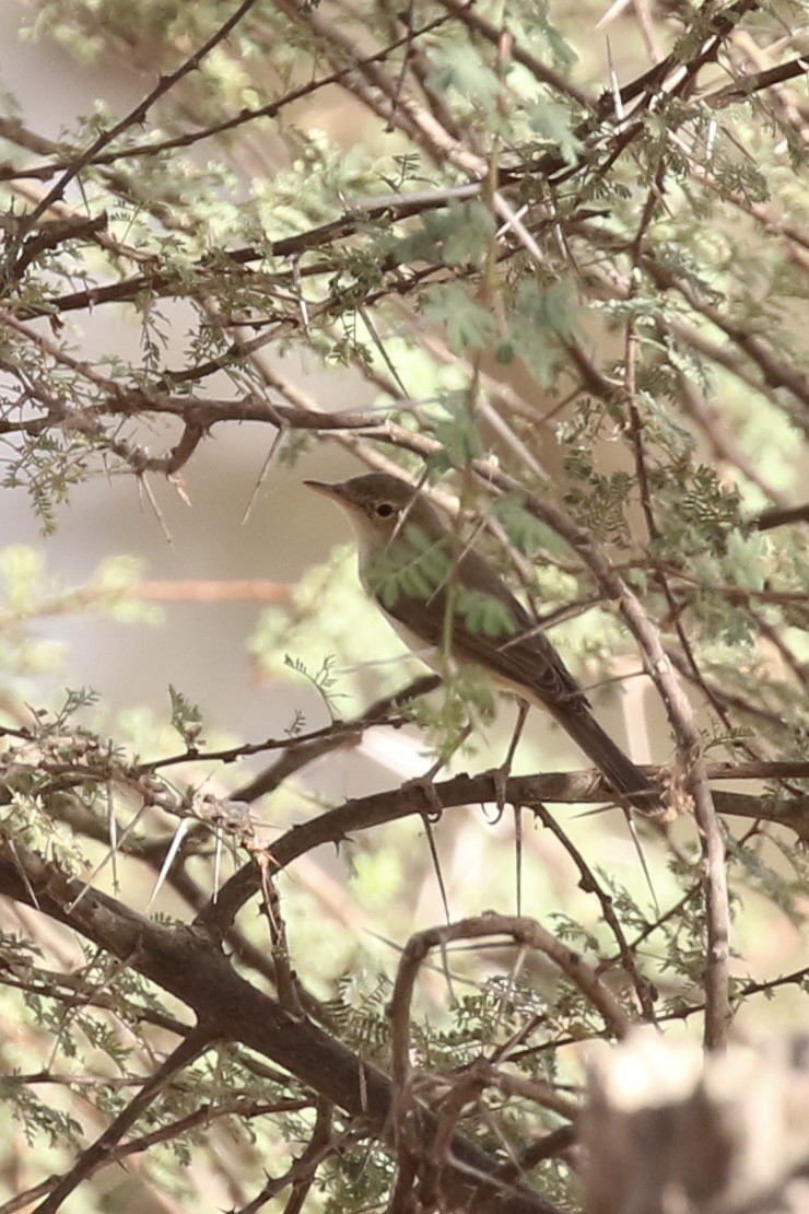 Western Olivaceous Warbler - ML643220700