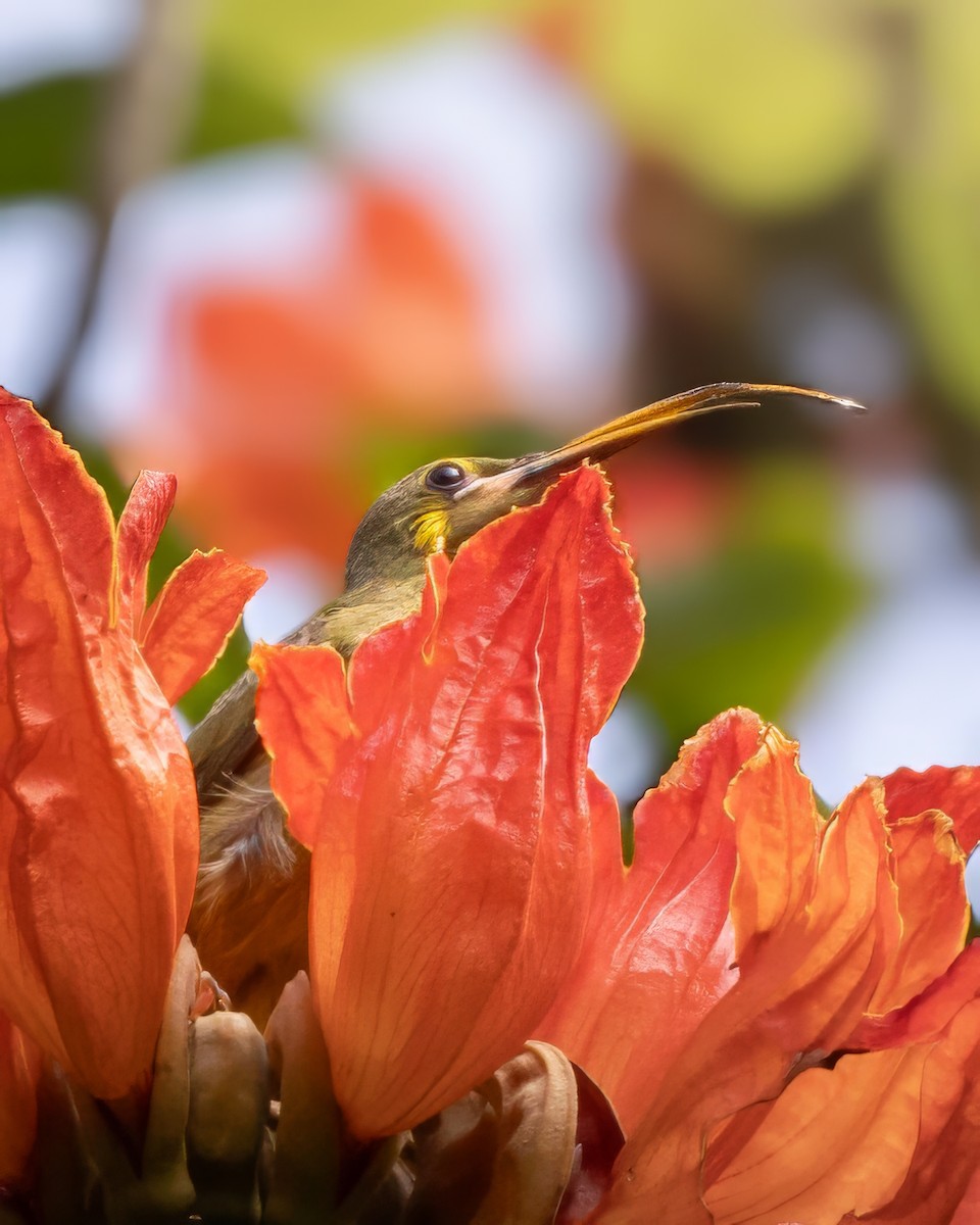 Yellow-eared Spiderhunter - ML643220701