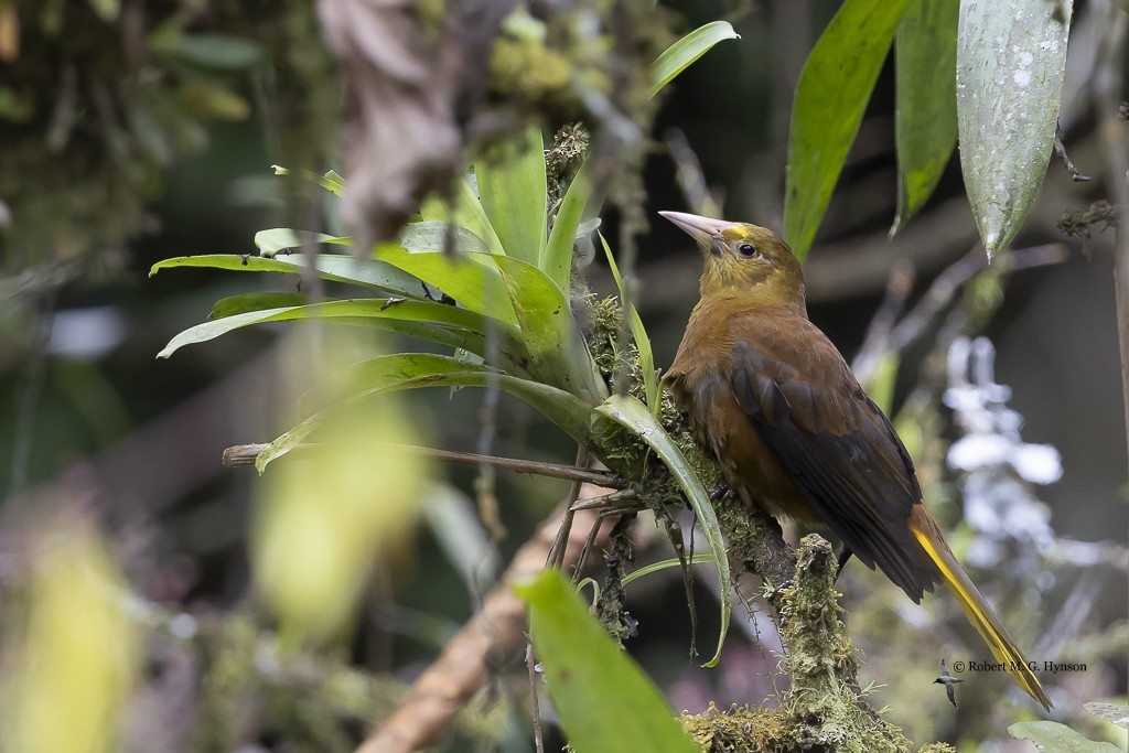 Russet-backed Oropendola - ML643220706