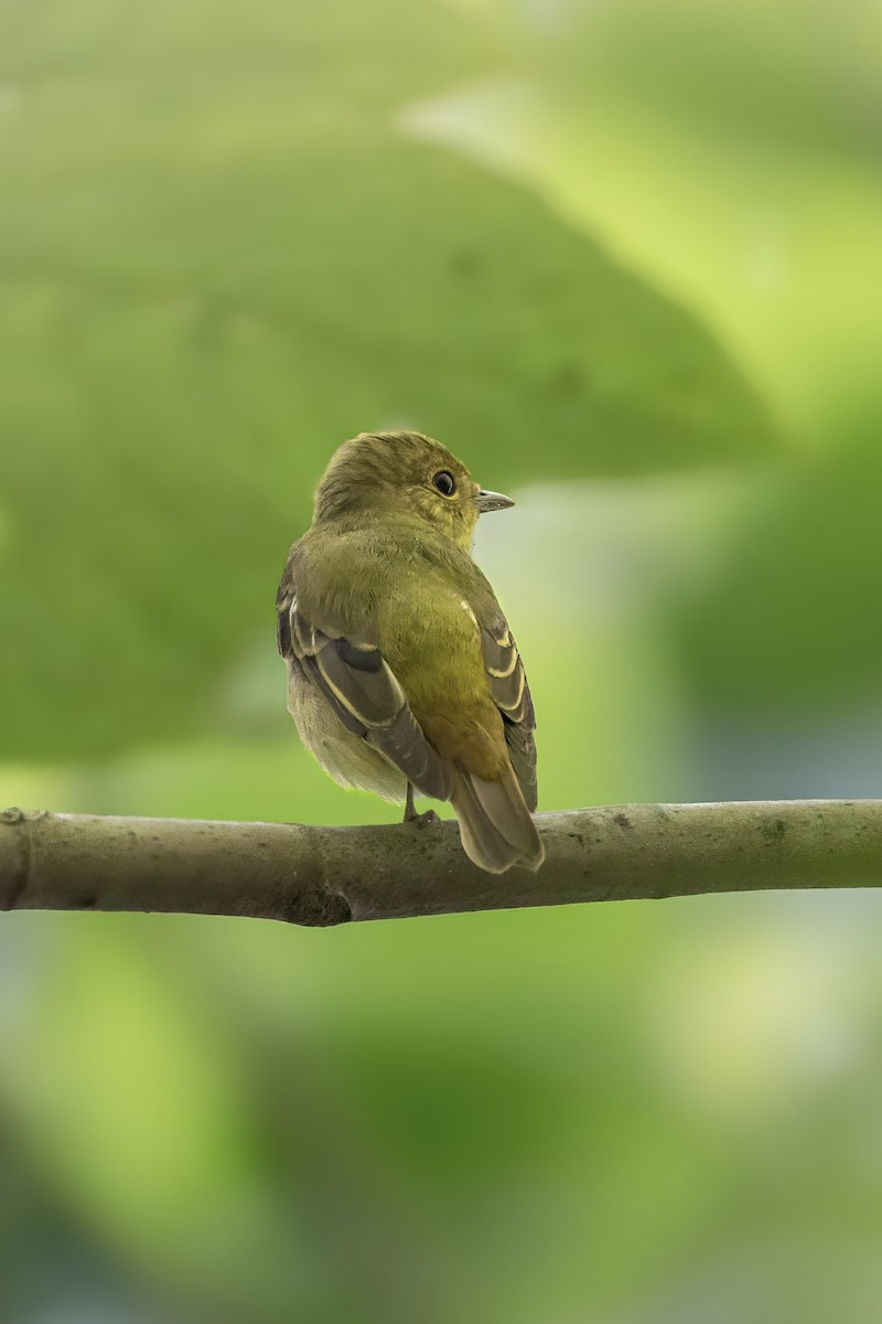 Narcissus Flycatcher - ML643220708