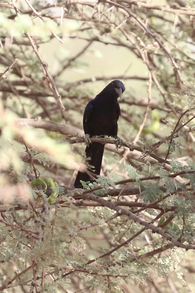 Black Scimitarbill - ML643220709