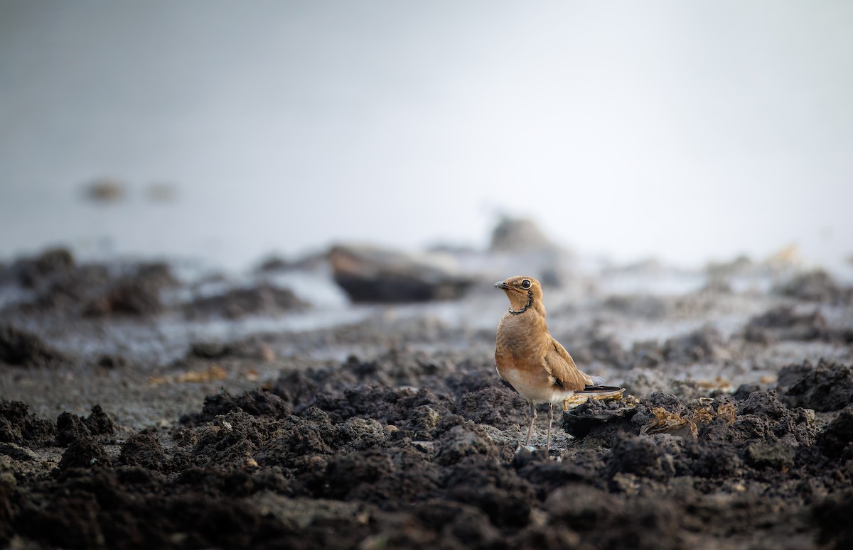 Oriental Pratincole - ML643220712