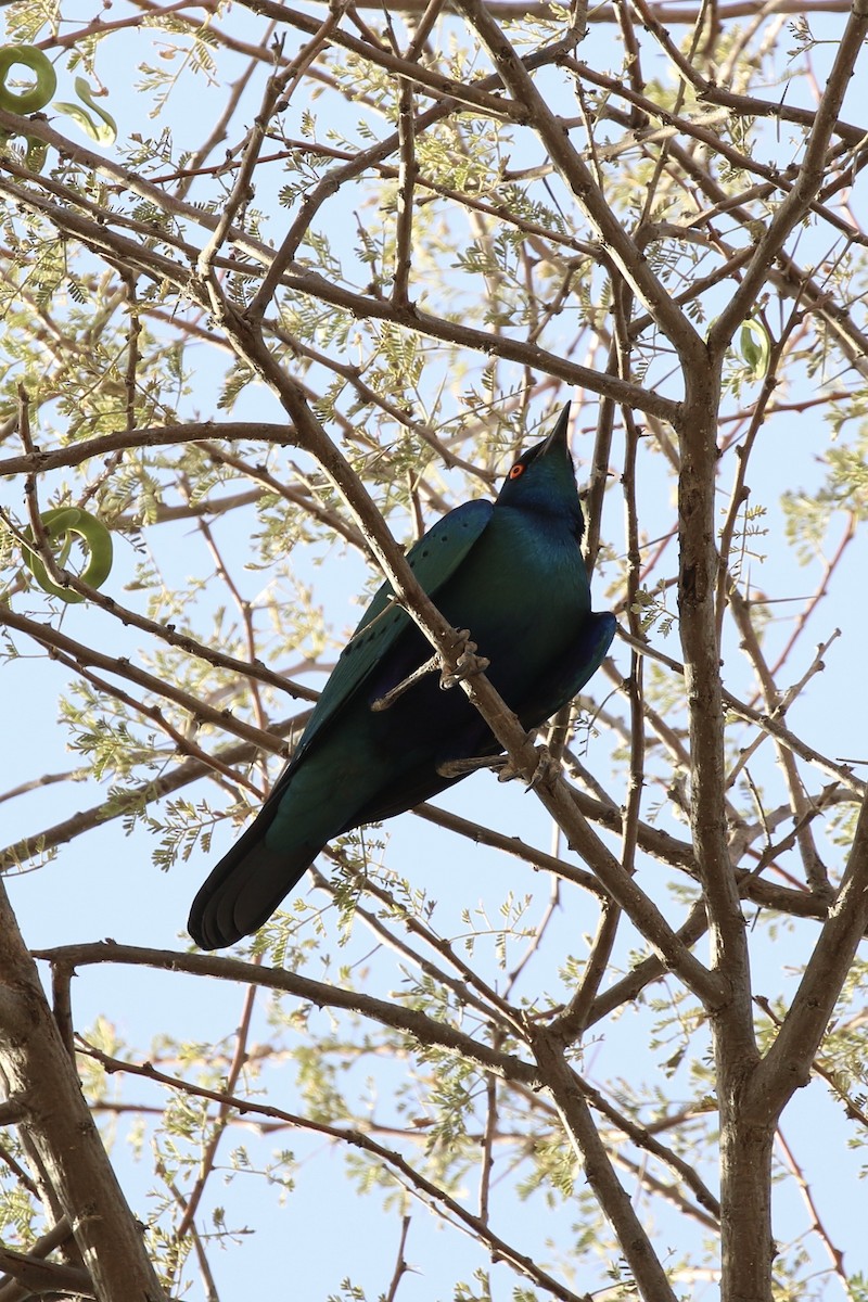 Greater Blue-eared Starling - ML643220714