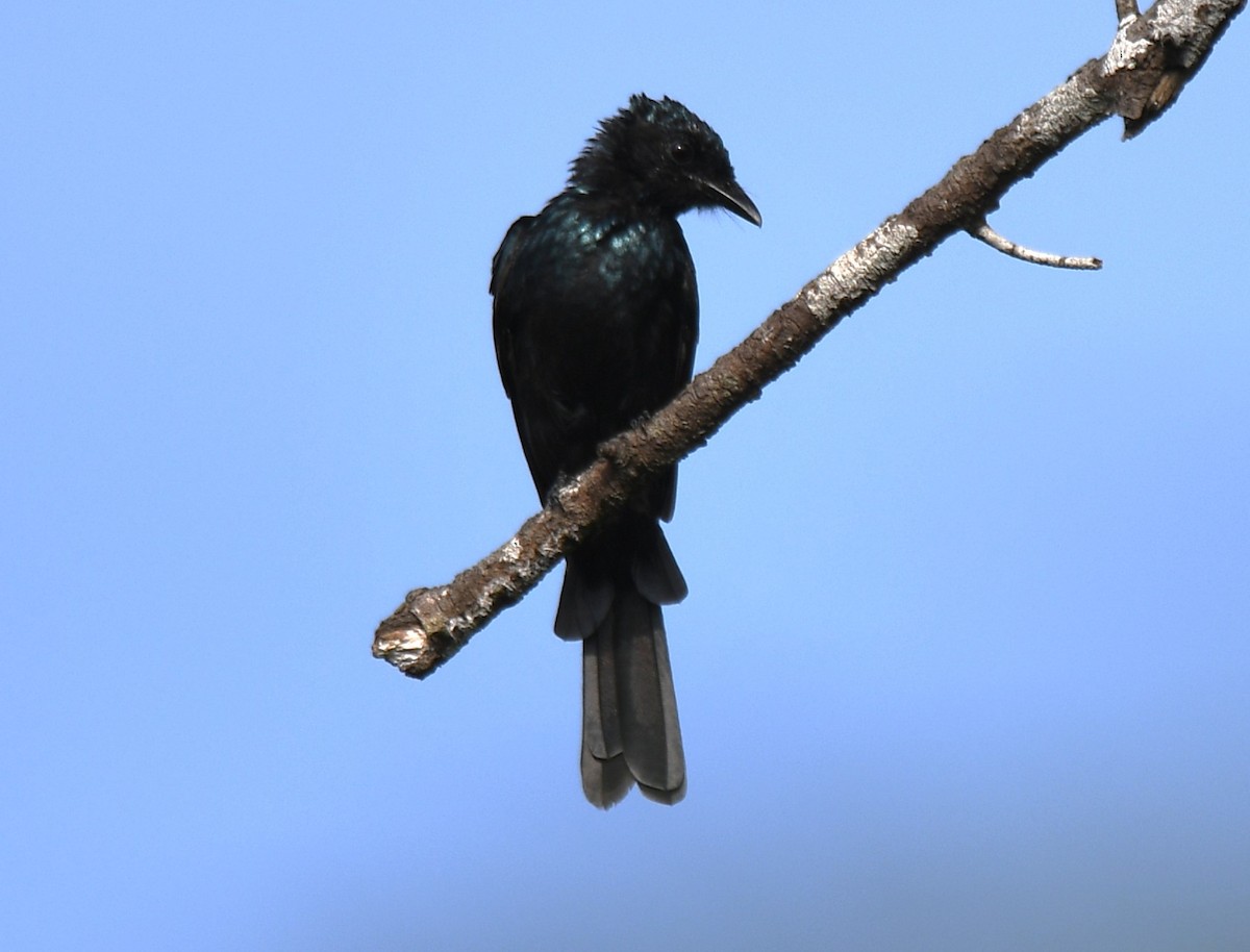 Bronzed Drongo - ML643220715