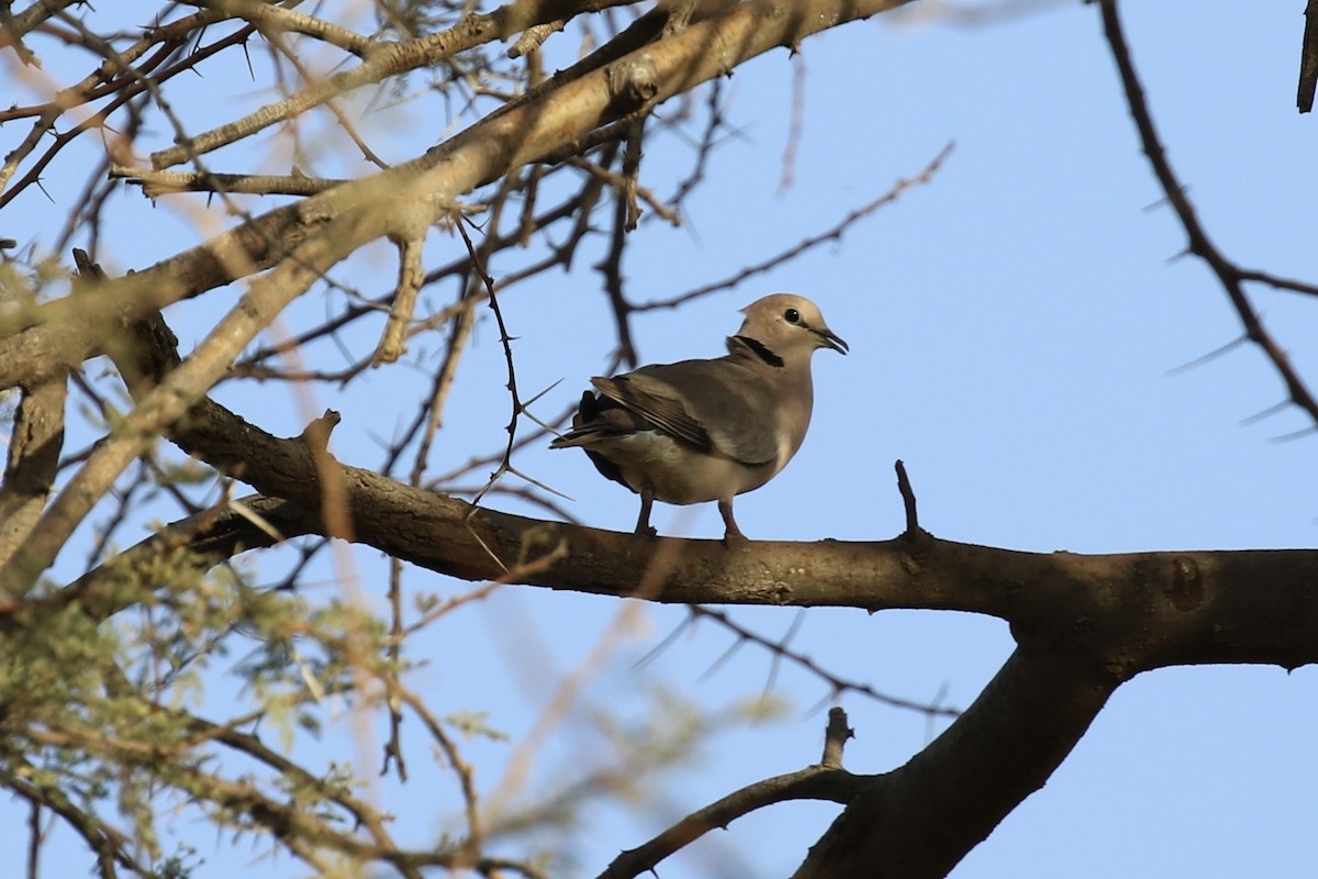 Vinaceous Dove - ML643220720