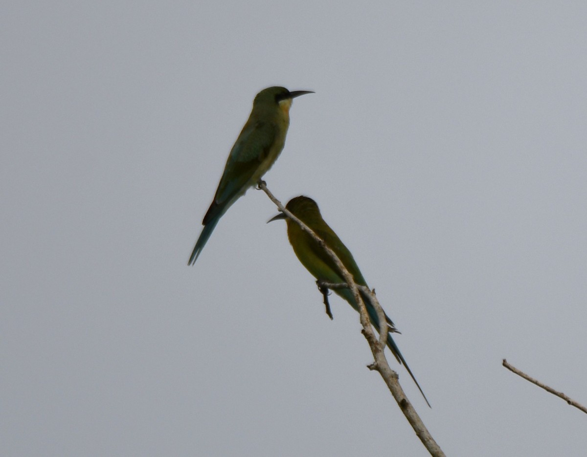 Blue-tailed Bee-eater - ML643220723