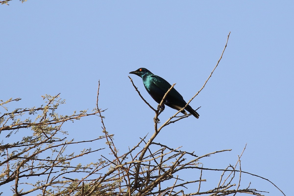 Bronze-tailed Starling - ML643220724