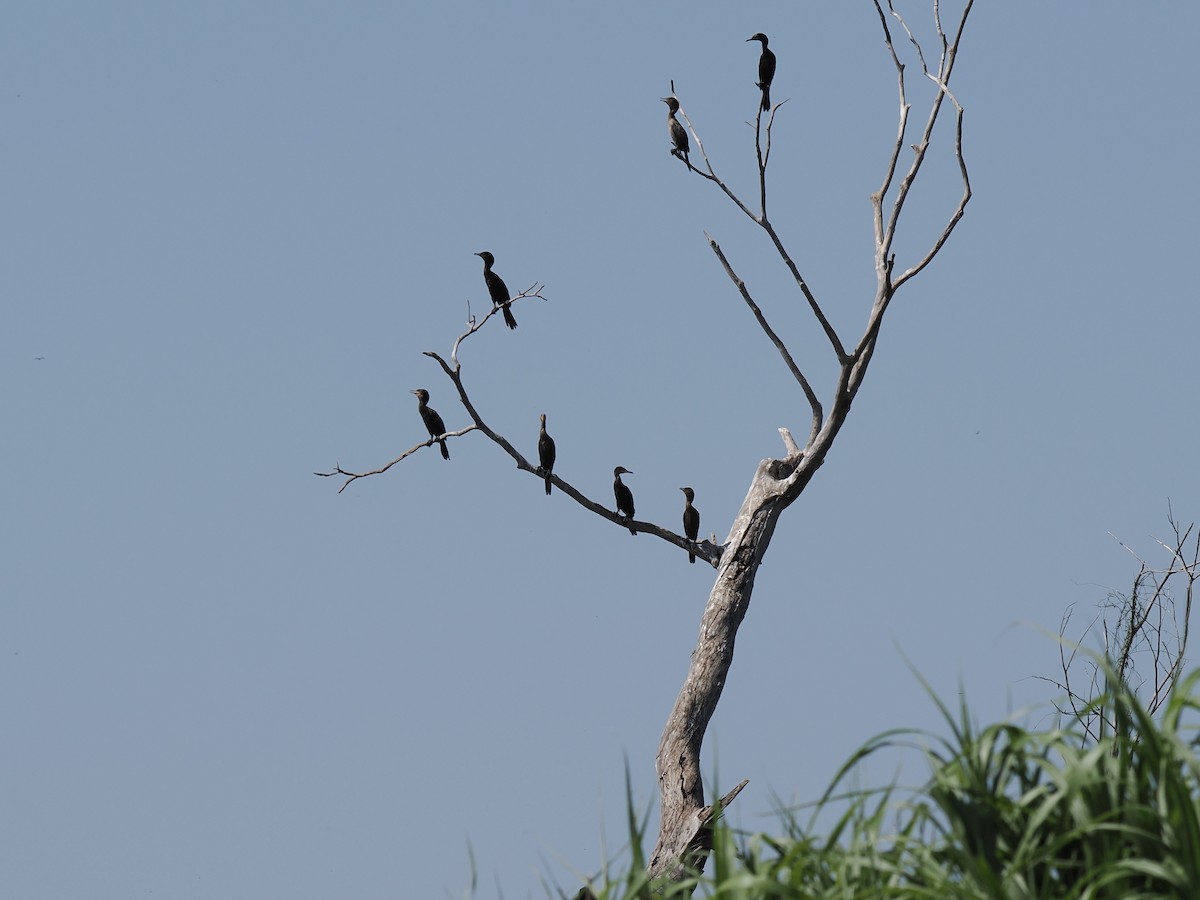 Neotropic Cormorant - ML643220725