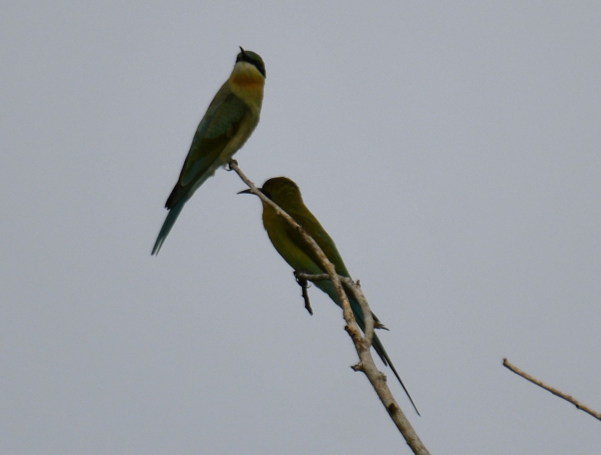 Blue-tailed Bee-eater - ML643220726