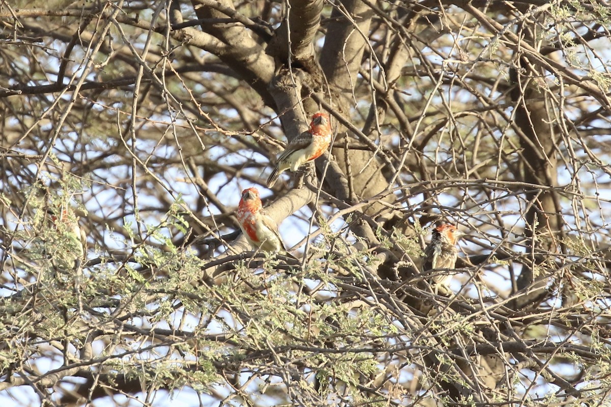 Vieillot's Barbet - ML643220729