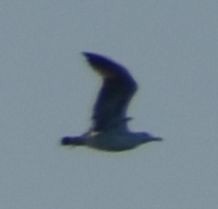 Kaioa sp. - ML643220731