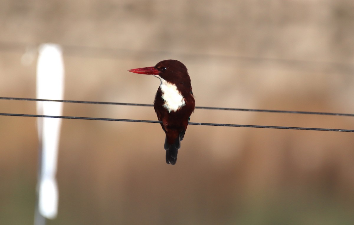 White-throated Kingfisher - ML643220732