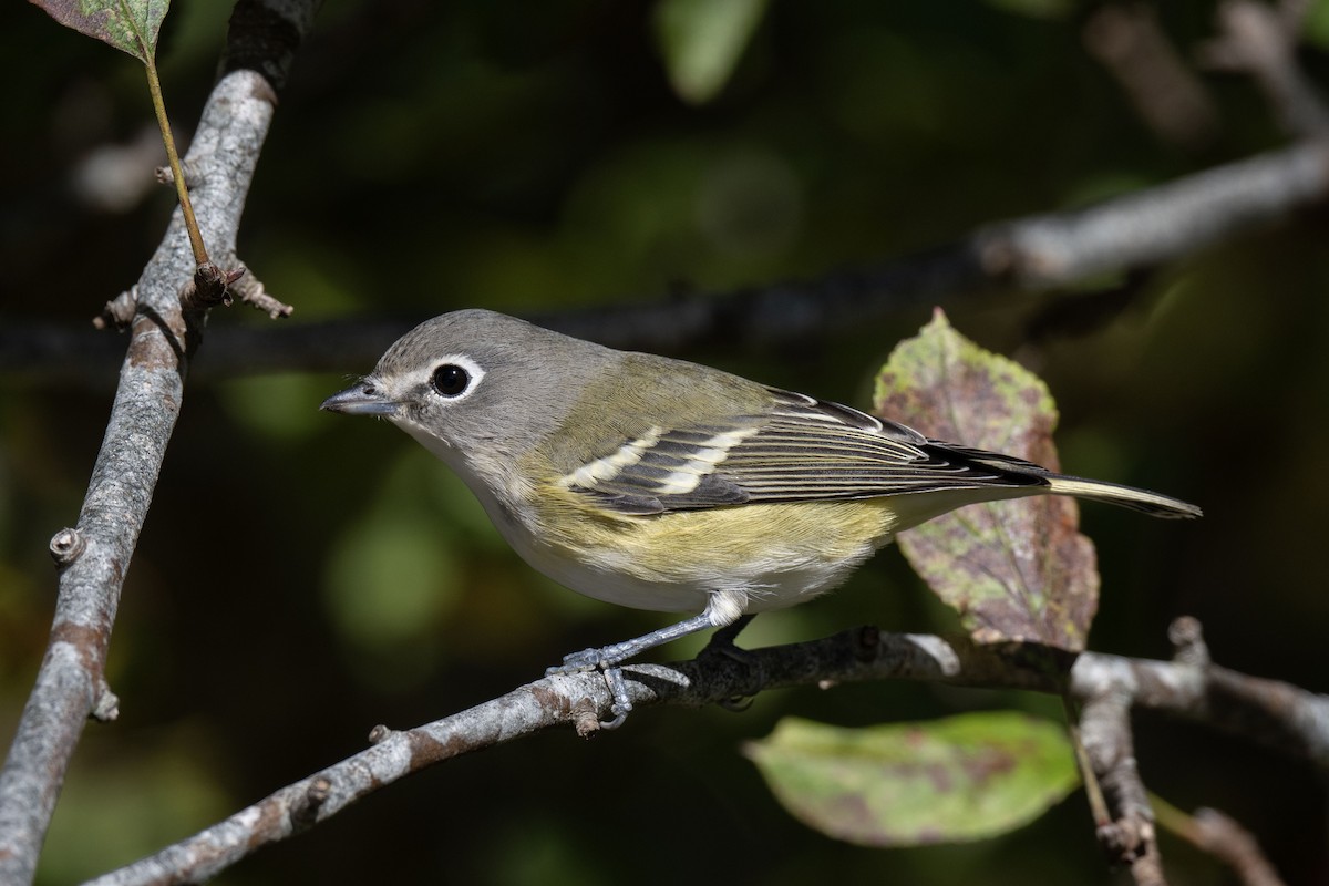 Blue-headed Vireo - ML643220737