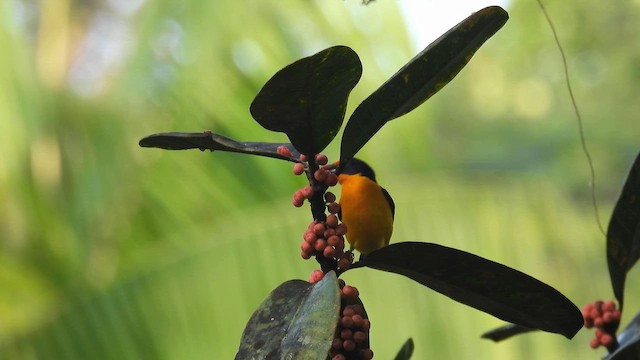 Violaceous Euphonia - ML643220739