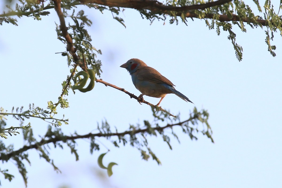 Red-cheeked Cordonbleu - ML643220741