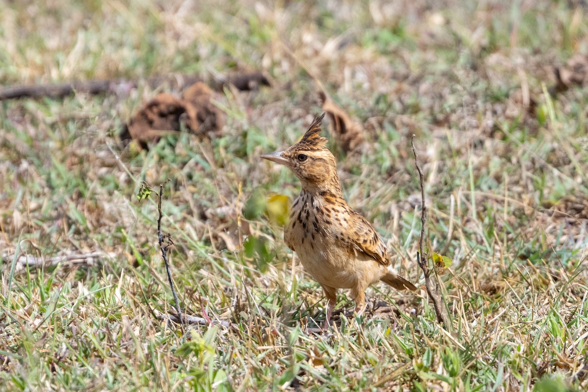 Malabar Lark - ML643220743