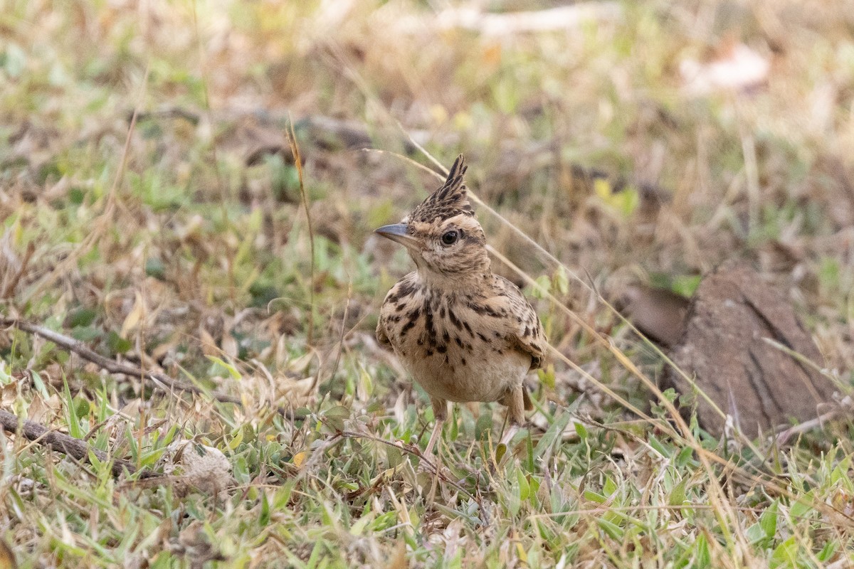 Malabar Lark - ML643220744
