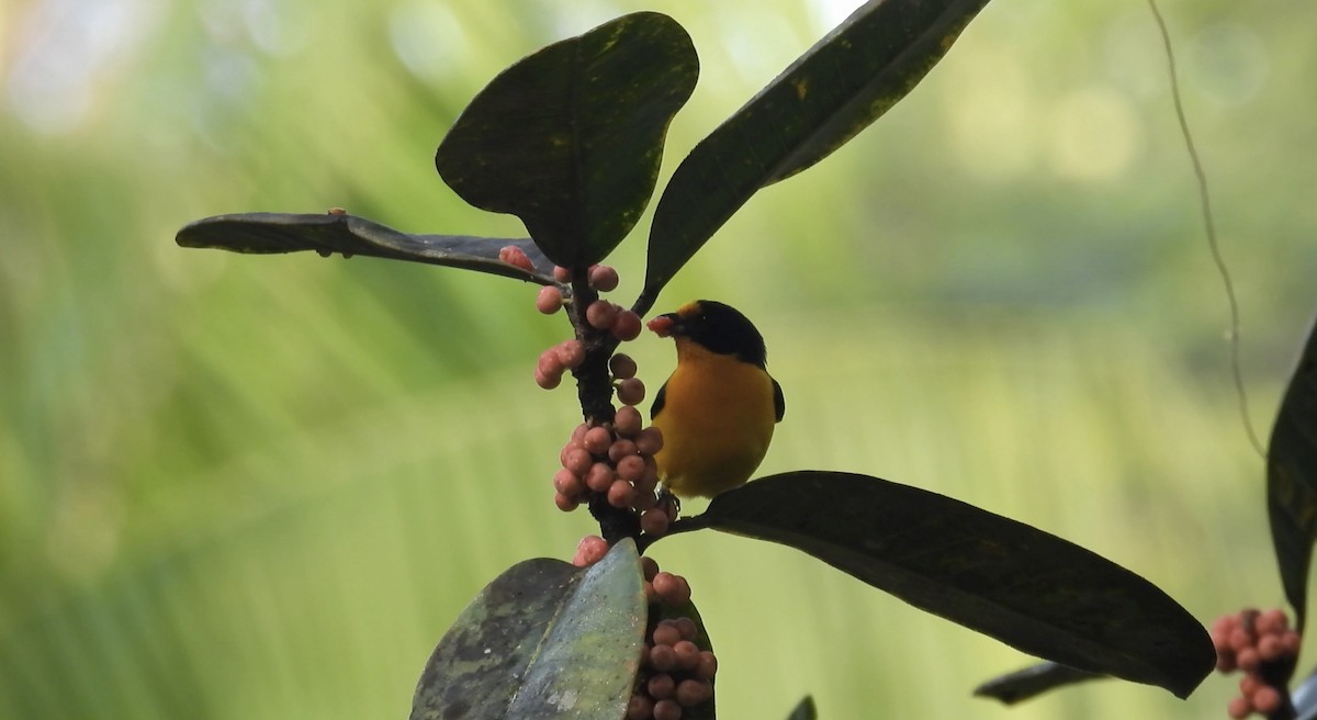 Violaceous Euphonia - ML643220747