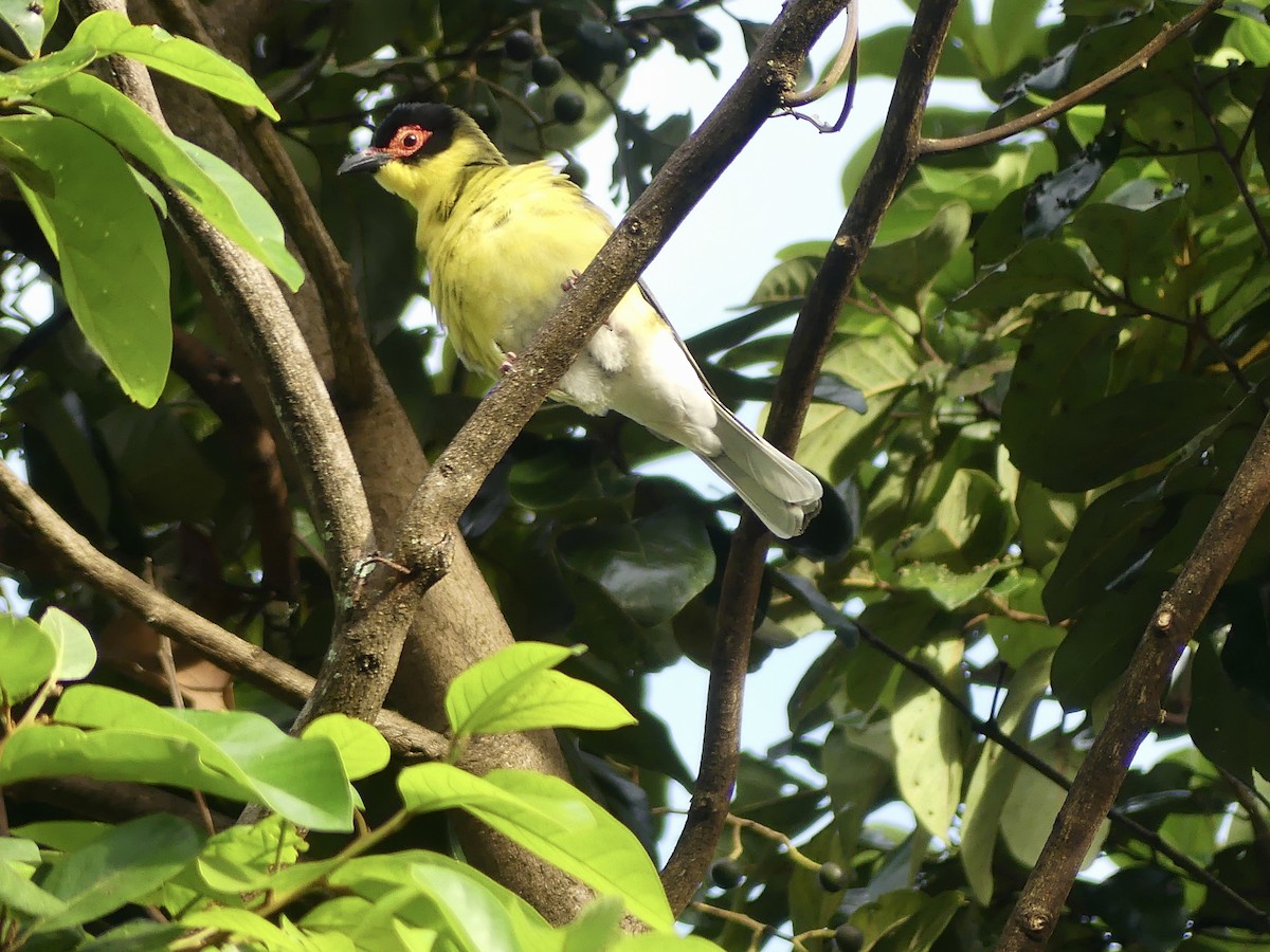 Australasian Figbird - ML643220750