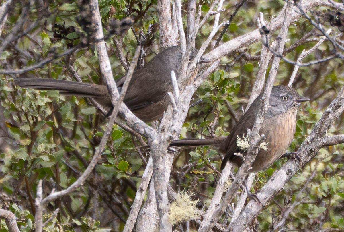 Wrentit - ML643220751