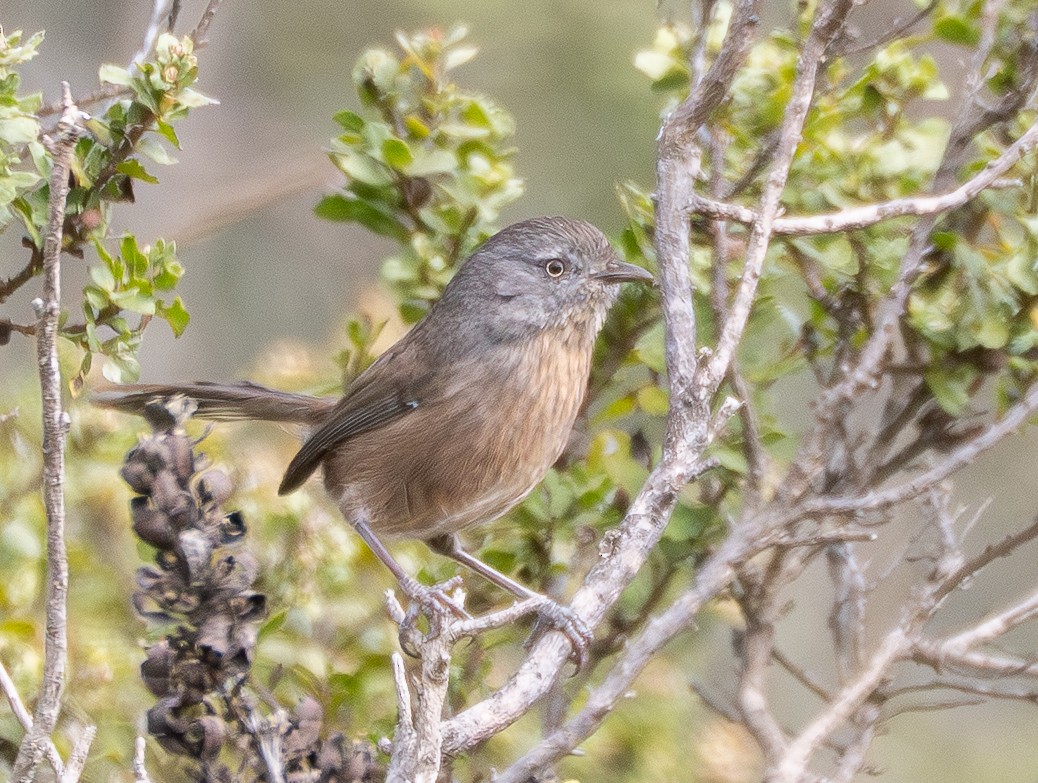 Wrentit - ML643220752
