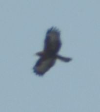 鷹科(中、小型) - ML643220754