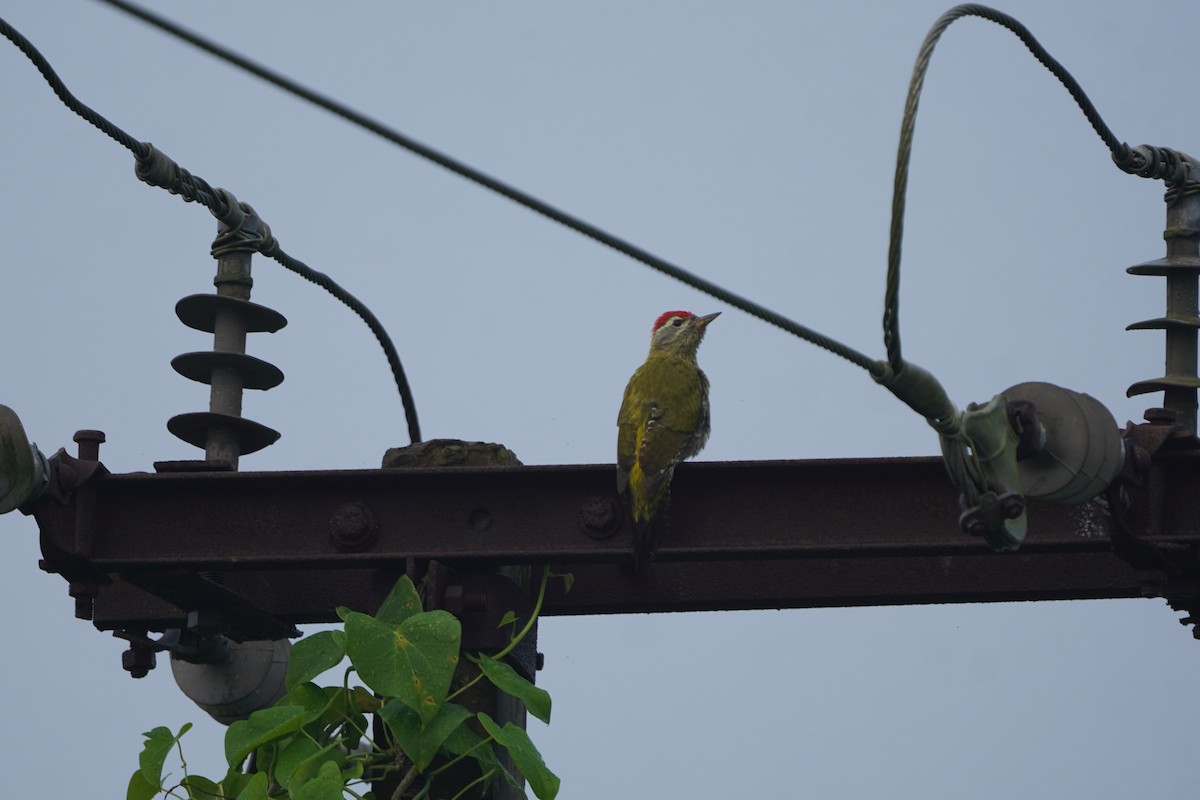 Streak-throated Woodpecker - ML643220766