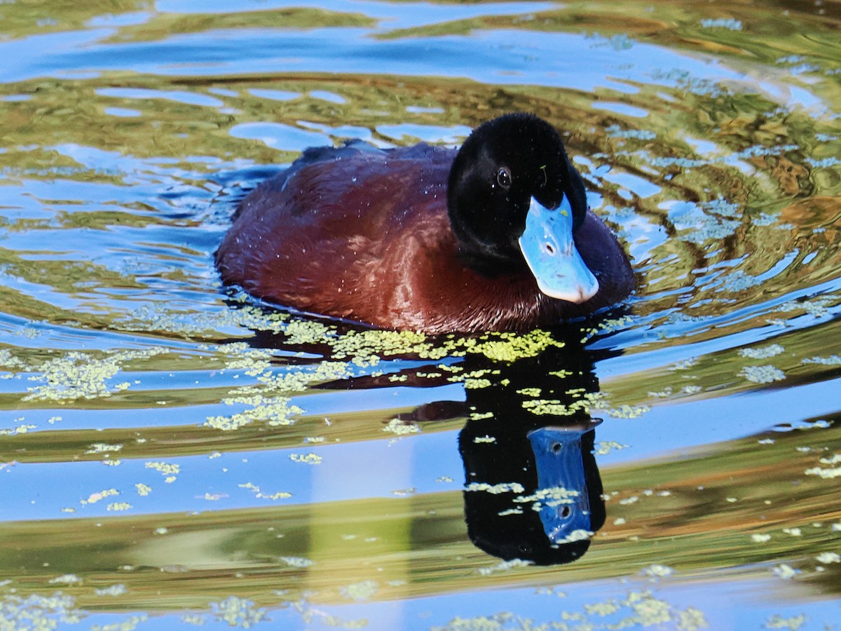 Blue-billed Duck - ML643220770