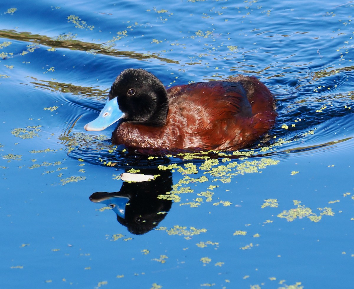 Blue-billed Duck - ML643220771