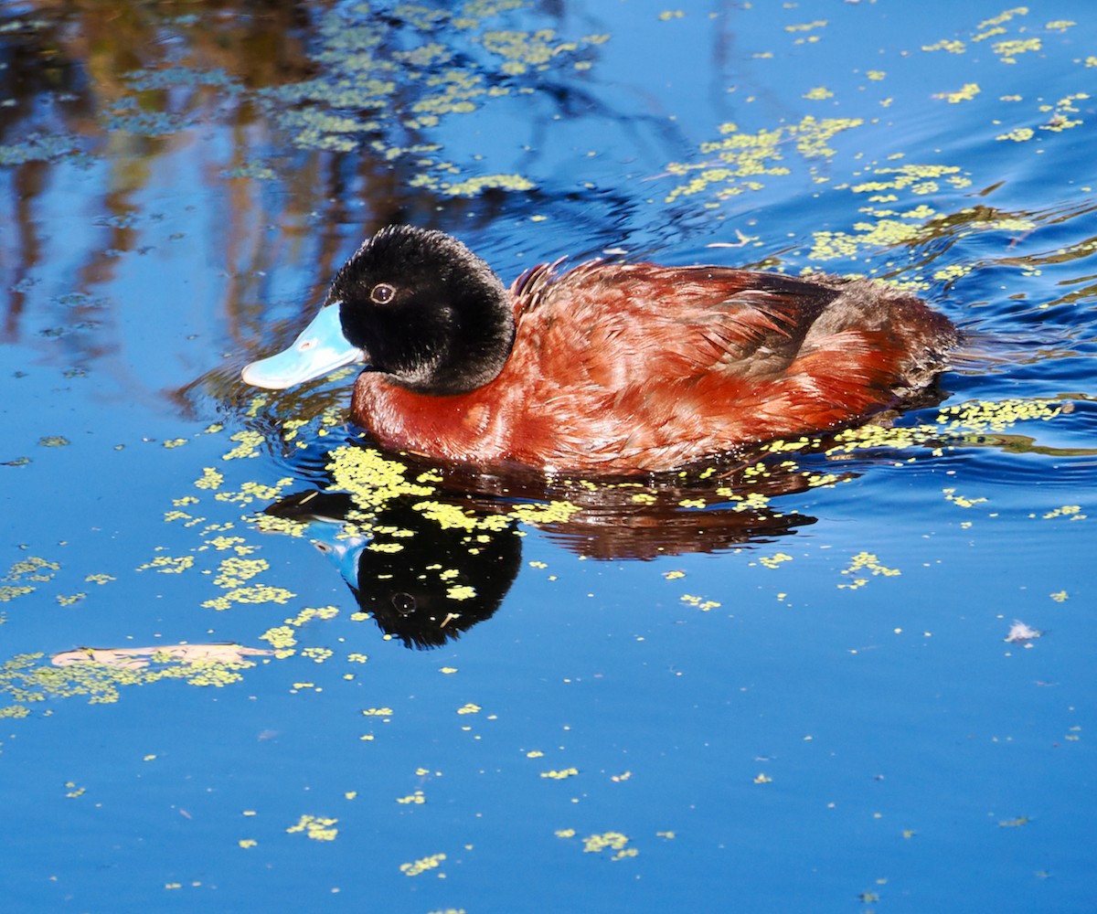 Blue-billed Duck - ML643220772