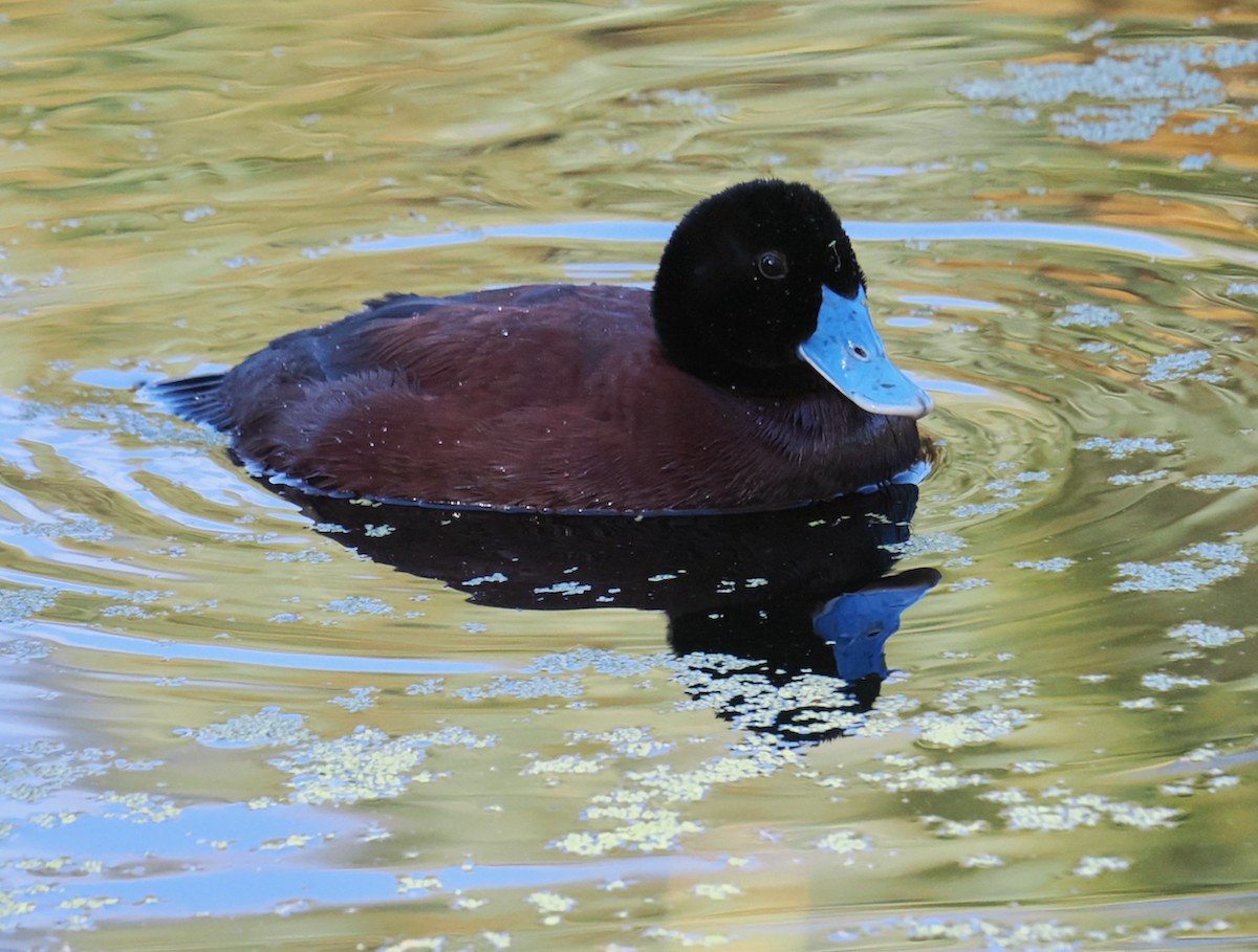 Blue-billed Duck - ML643220773