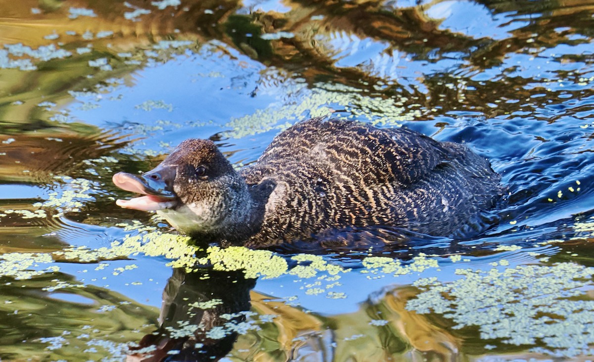 Blue-billed Duck - ML643220774