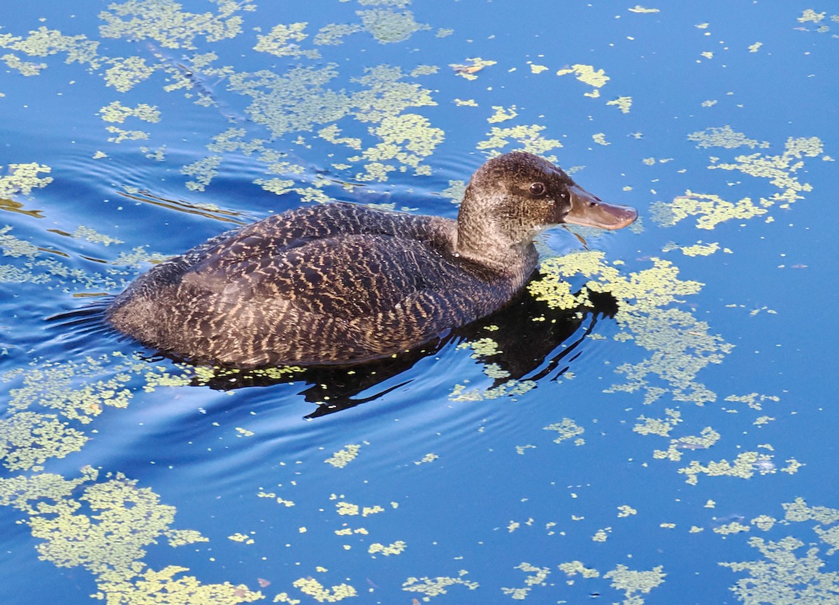 Blue-billed Duck - ML643220775