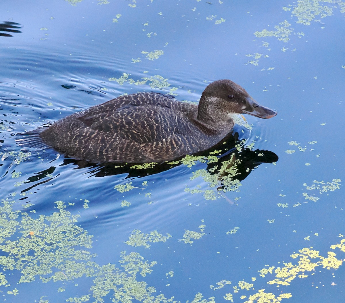 Blue-billed Duck - ML643220776