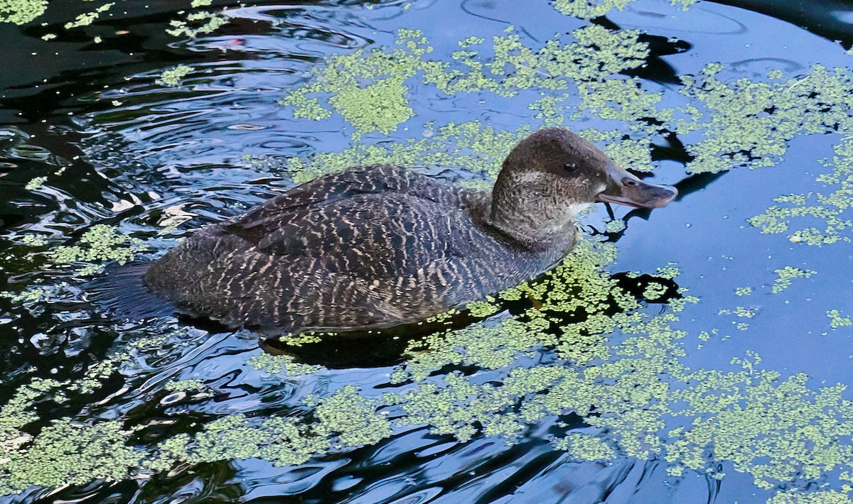 Blue-billed Duck - ML643220777