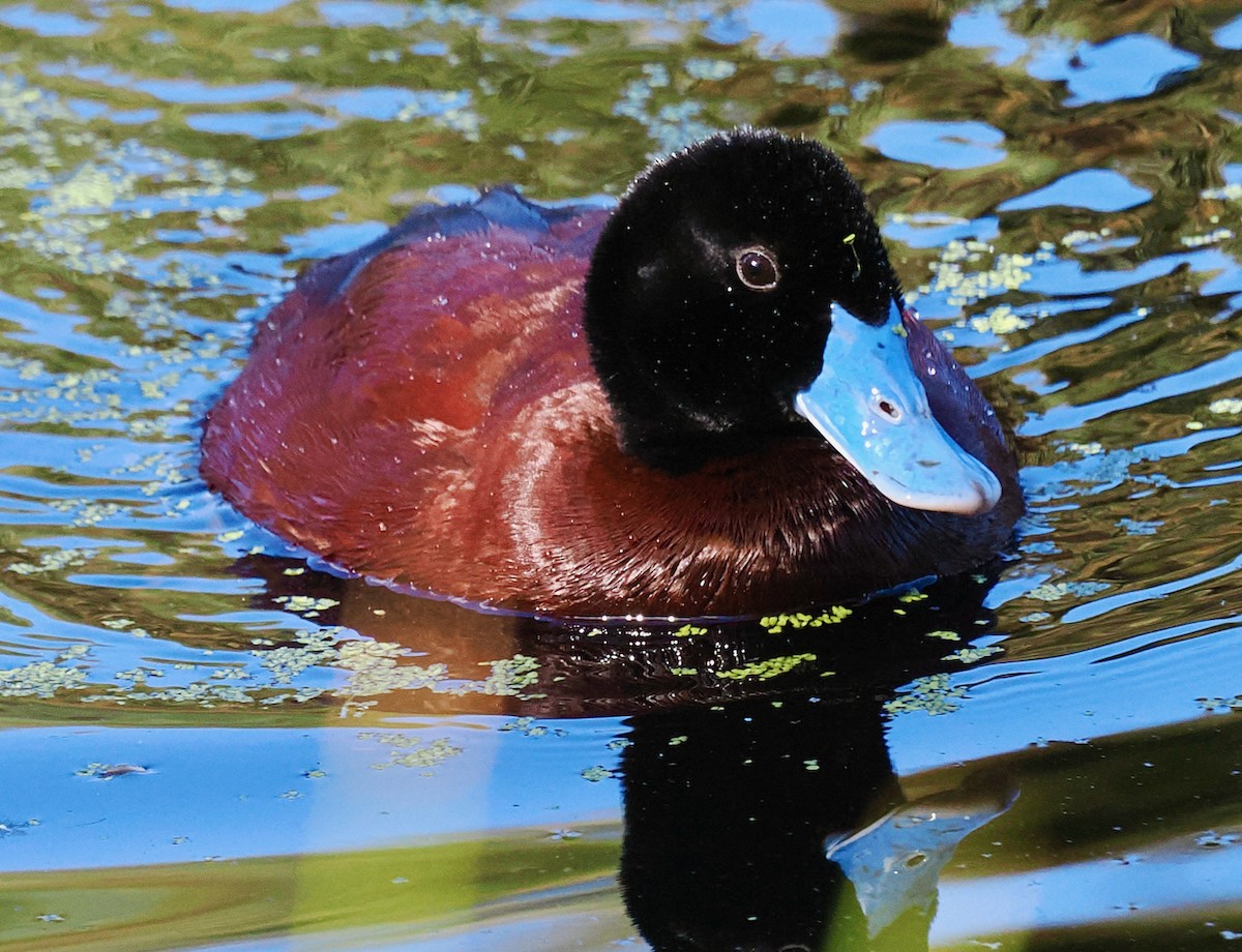 Blue-billed Duck - ML643220778